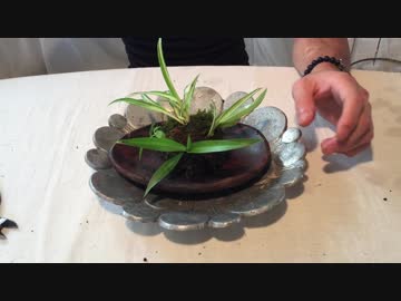 【庭の雑草を盆栽にする方法】#4 コケに狂い挿して、夏 編