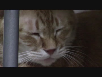 拾いねこ＠生後2197/2164日目　おじいちゃん・・。