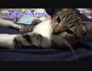 トイレに行かせてくれない猫様。