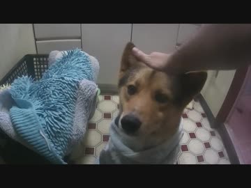 ワンタとお風呂　【犬】日替わりワンタ