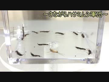 蟻戦争Ⅱ＃43 アリの巣防衛戦！大量のハサミムシがアリの巣に攻めてきたら、アリ達はどうする？編