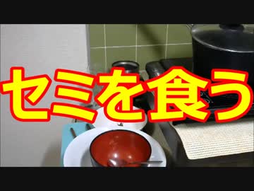 一般人がカメ五郎の真似して食べてみた『セミの幼虫食編』