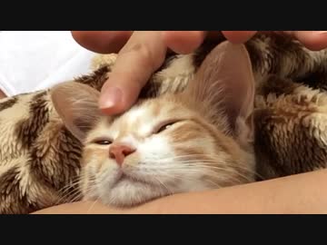 子猫を腕枕しつつ、ナデナデしてみた