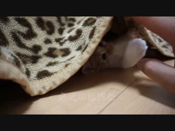 掘ったら、子猫が出てきた