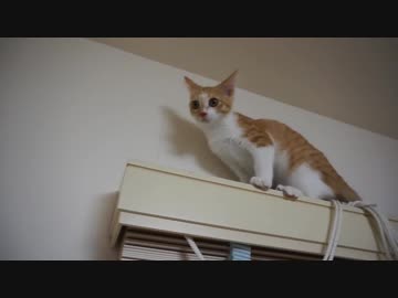 子猫、クライミングに目覚める