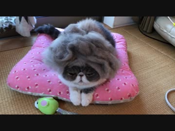 気分転換にヘアスタイルをチェンジ。