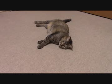 拾いねこ＠生後2199/2166日目　ぱたりぱたり