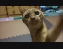 興奮気味なネコさんが可愛い