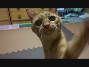 興奮気味なネコさんが可愛い