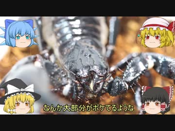 チャグロサソリちゃんと水を飲もう！【お試しうｐ】
