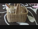 赤ちゃん時代に好きだったカゴにもうすぐ入れなくなりそうな子猫