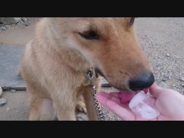 メイリオに氷をあげてみた