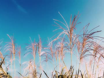 【癒し動画】虫しぐれの音（睡眠用BGM・作業用BGM）