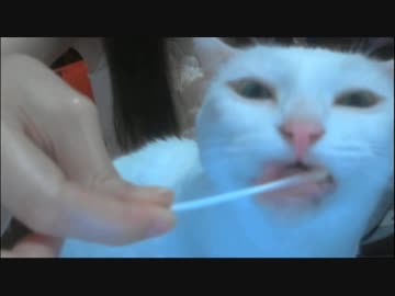 天使のタム( ´ ▽ ` )ﾉ