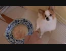 桃を食べるワンコ（パピヨン）