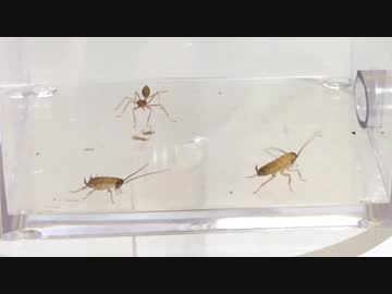 蟻戦争Ⅱ＃44 テラフォーマーズの完全再現？ツムギアリVSゴキブリ！編