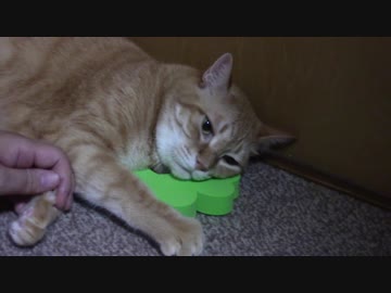 拾いねこ＠生後2201/2168日目　ふみふみ。