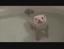 フェレットかんちゃんに浮き輪でバカンスを楽しませてみた#128