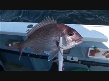 釣りどれんの電車釣行記　25　～テンヤマダイ釣行会～