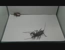 [閲覧注意!!] 再編集 サソリモドキにゴキブリを食べさせてみた。 (Typopeltis stimpsonii)