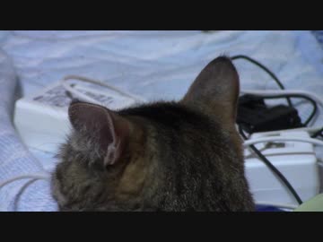 拾いねこ＠生後2202/2169日目　うどんこねつつのんびり。