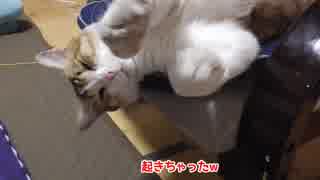 落ちそうで落ちない猫