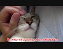 かわいすぎにより、わしゃわしゃの刑に処する。