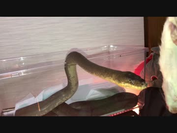 我が家のマクロットのご飯タイム(グロ注意)