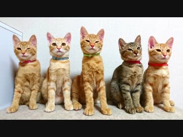 保護ねこ成長記録（18）保護71日目