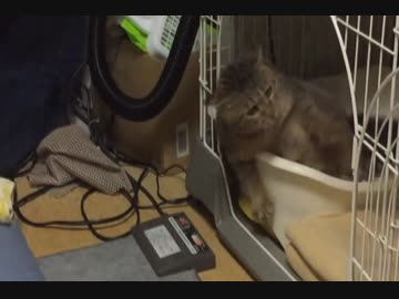 ネコのプルプルスカイハイ