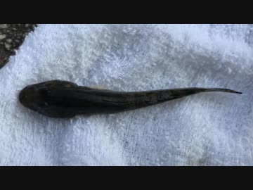 釣り動画ロマンを求めて 172釣目（仙台堀川公園）