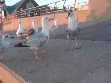 Seagull Thugs in Blackpool