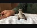 いつかのペンギンヒナ その1