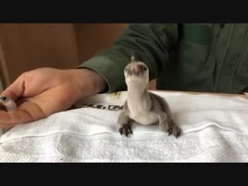 いつかのペンギンヒナ その1