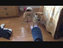 柴犬×ポメラニアンのミックス 子犬❤ 履いてるスリッパを強奪  7ヶ月　Shiba Hybrid Pomeranian 7-month old 5kg10lb Female Whiskers gnaw
