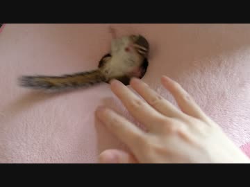 穴で遊ぶシマリスさん