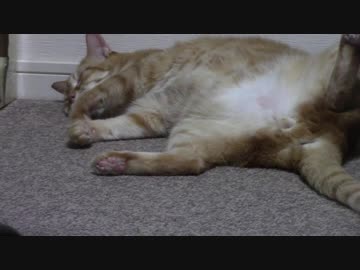 拾いねこ＠生後2203/2170日目　女優月音さん。