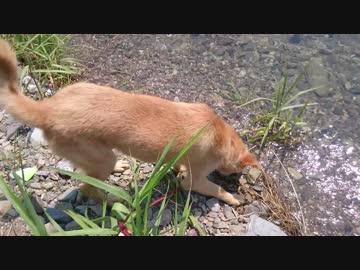 メイリオと川原に行ってみた