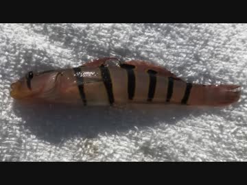 釣り動画ロマンを求めて 173釣目（横須賀海辺つり公園）