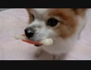 おもちゃとたわむれるワンコ（パピヨン）2