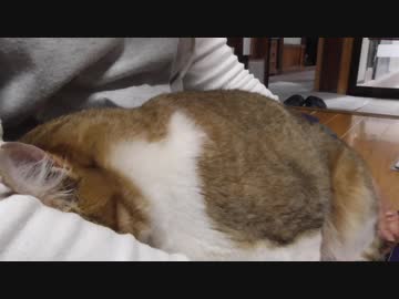 イビキが凄い猫