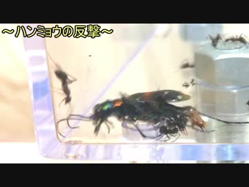 蟻戦争Ⅱ＃46 クロヤマアリVS天敵ハンミョウ～夏によく見る風景～編