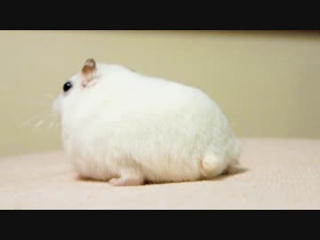 とうふさんが後ろを向くだけの動画