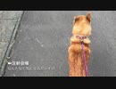初めての場所で散歩だ！と思ってたらだんだん注射だと気づいた犬