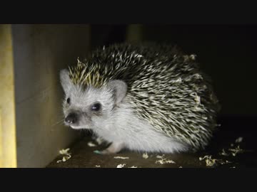 ハリ活.vol 32＆デグ日.vol 8 ~生きていてくれて ありがとう~