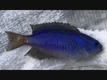 釣り動画ロマンを求めて 174釣目（前編：早川港）