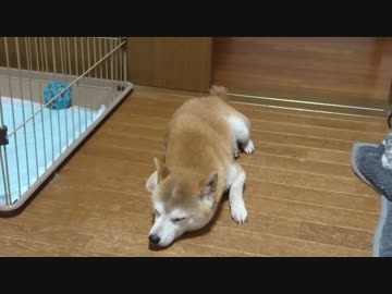 床が冷たくて 動きたくない シバイヌ