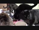 こんしゅうのおやつ【蒼民家の猫々】