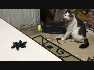 初めてハンドスピナーを見た猫。そーっとそーっとおそるおそるじわじわ敵を分析する猫。