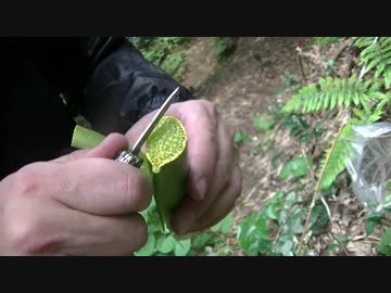 新島釣りキャンプにいこうZE！後編